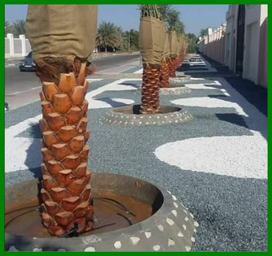 شركة تكريب النخيل بجدة 0541059930