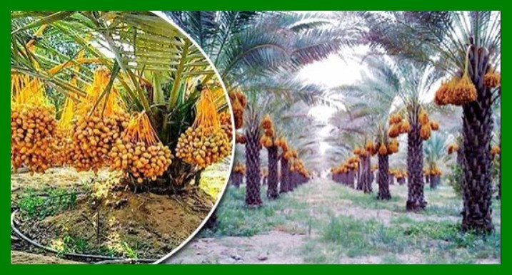 شركة تلقيح وتنظيف النخيل بجدة  0541059930