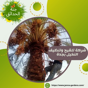 شركة تلقيح وتنظيف النخيل بجدة  0541059930