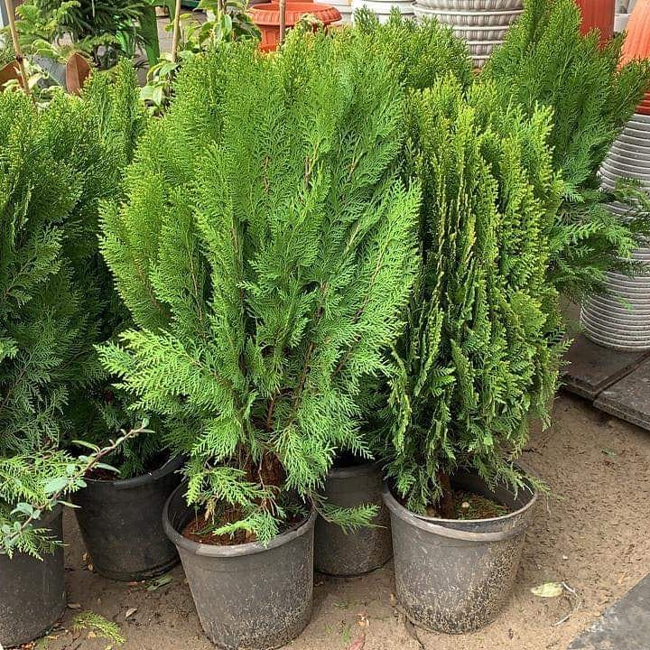 زهور ورود طبيعية جدة