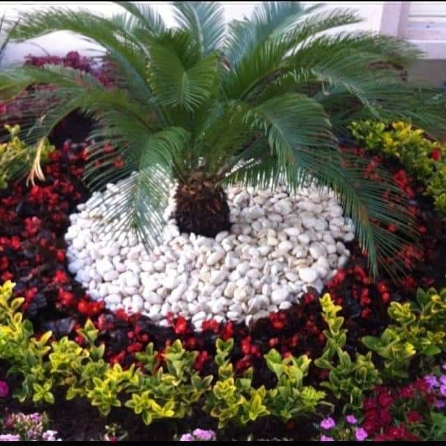 زهور ورود طبيعية جدة