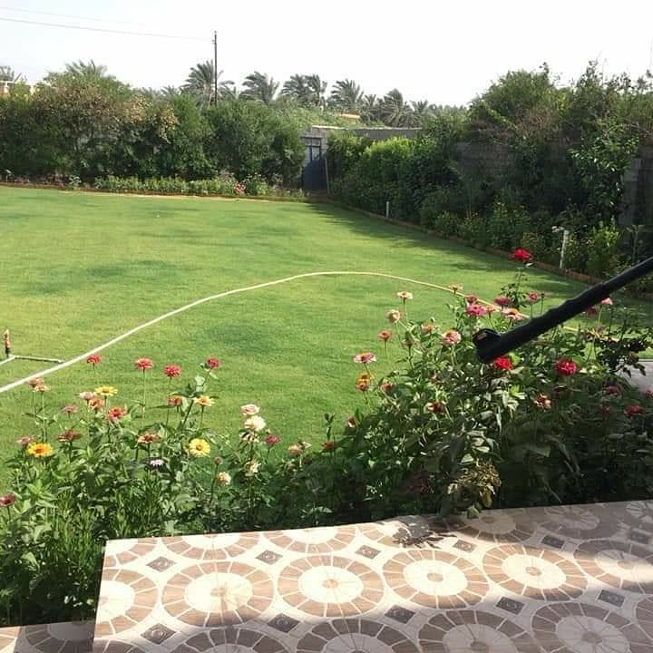 زهور ورود طبيعية جدة
