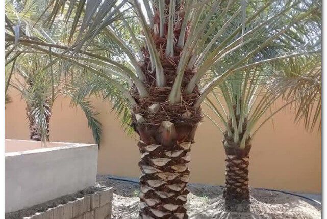 تكريب نخيل بالدمام