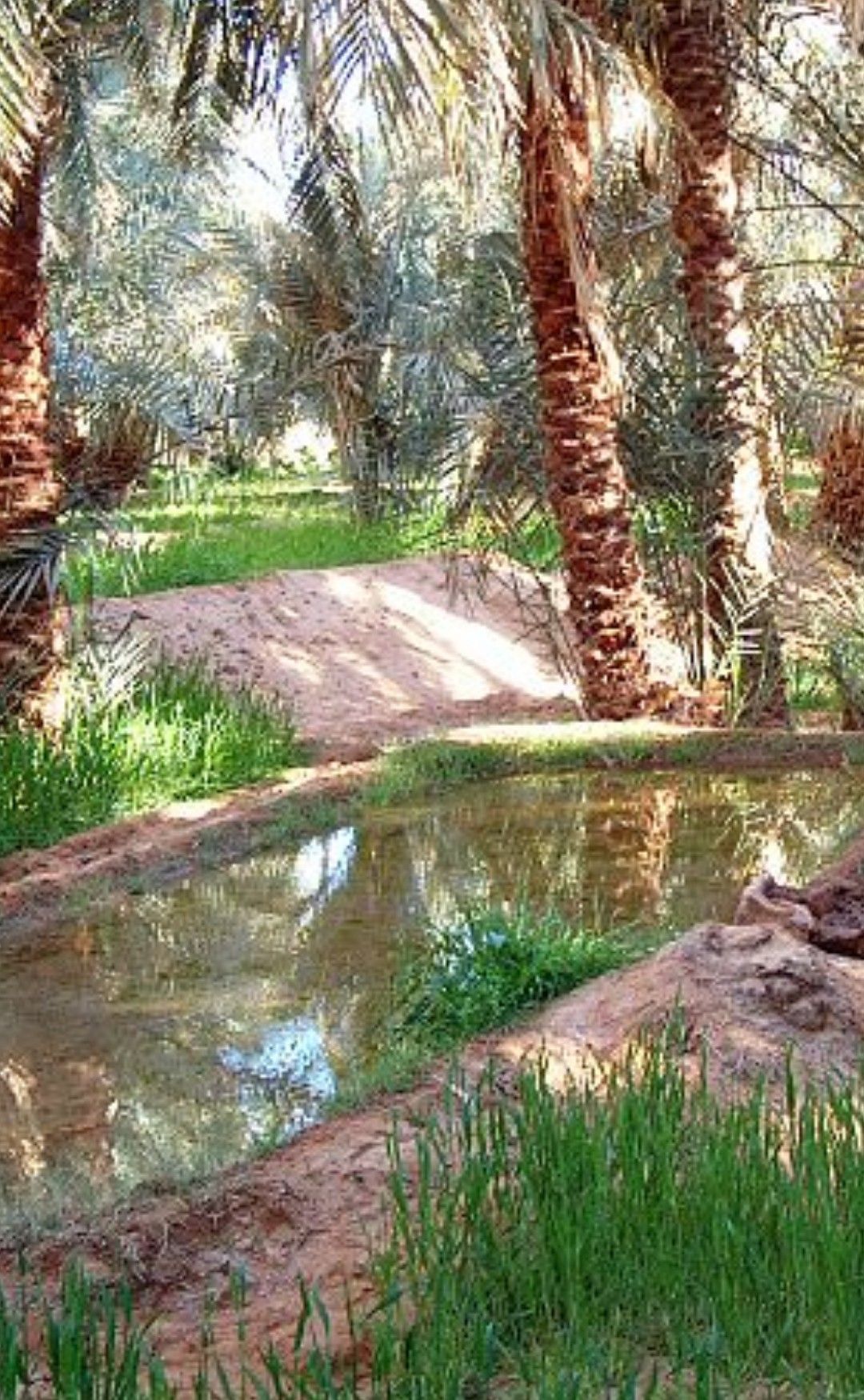 تكريب نخيل بالدمام2