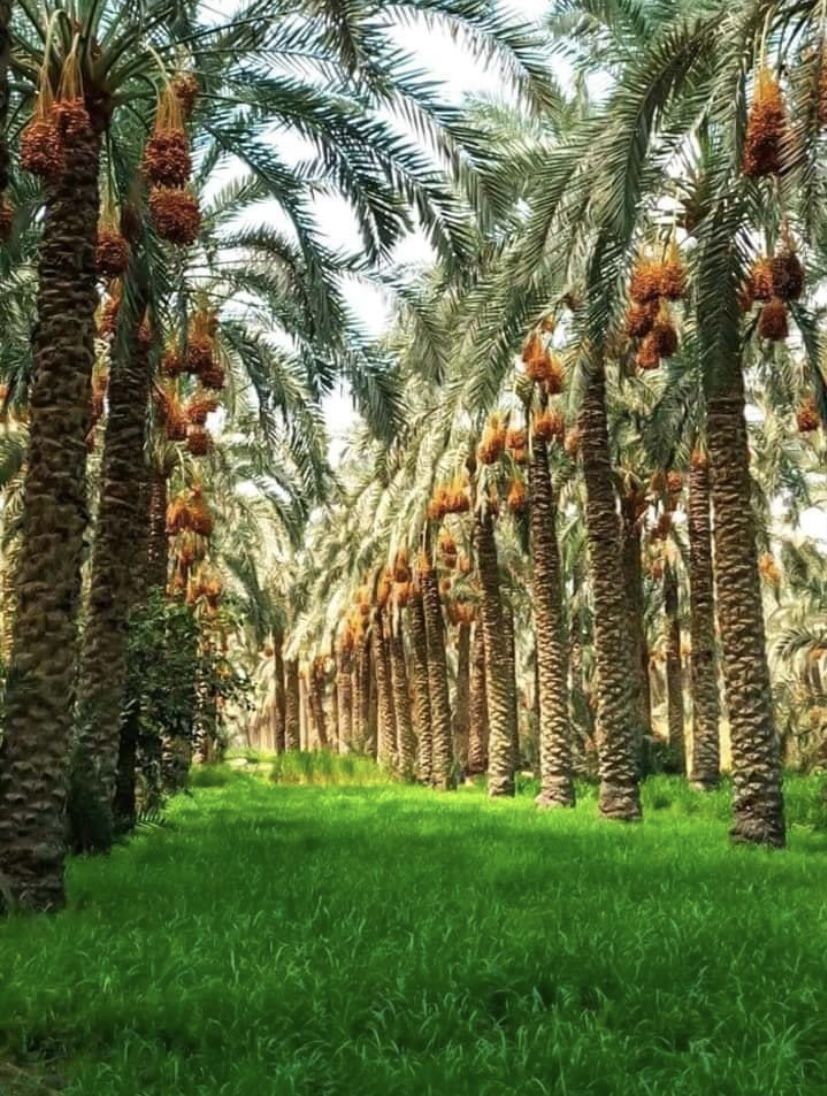 تكريب نخيل بالدمام2