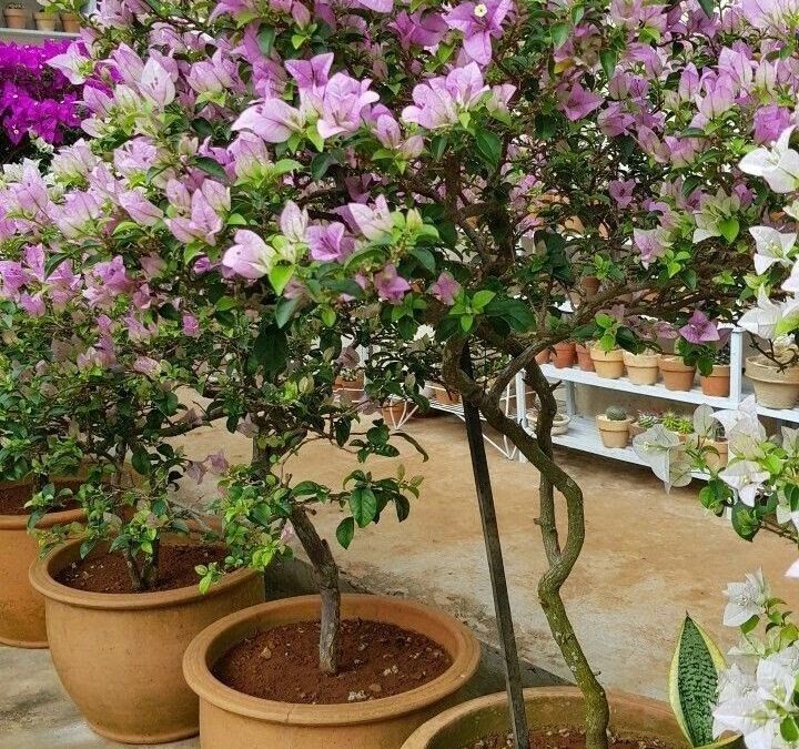 زراعة النباتات والاشجار بالدمام