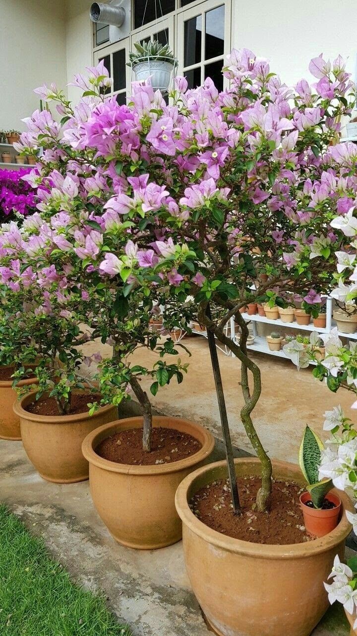 زراعة النباتات والاشجار بالدمام