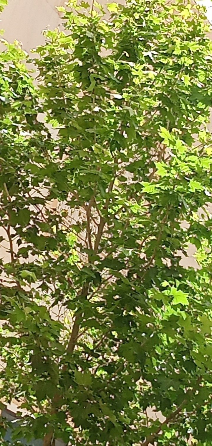 عامل قص اشجار بالدمام