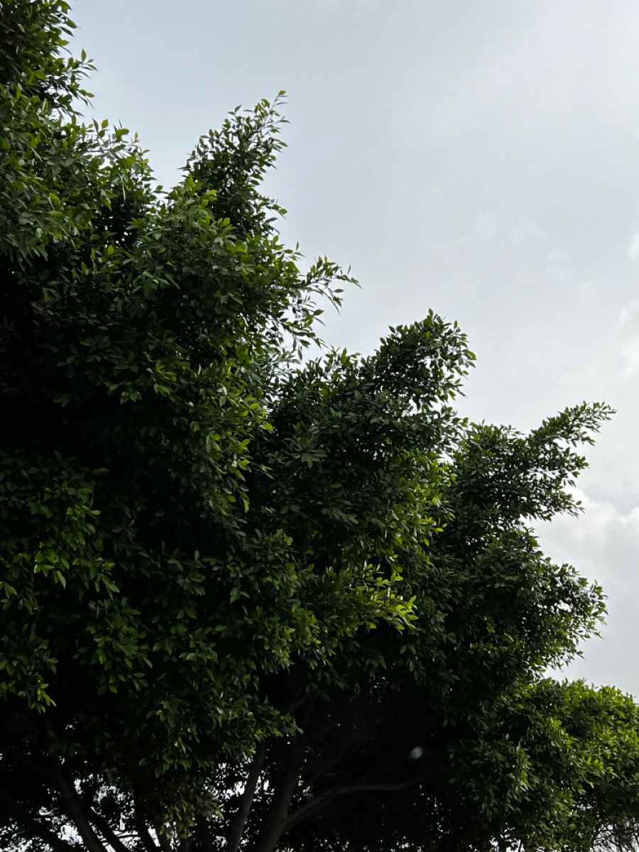 عامل قص اشجار بالدمام