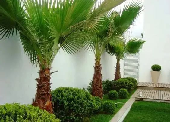 تكريب النخيل بالرياض