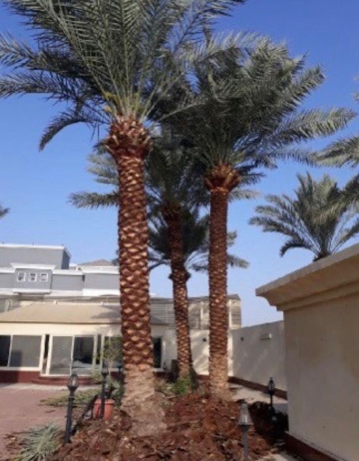تكريب النخيل بالرياض