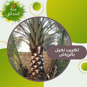 تكريب النخيل بالرياض  0555935403