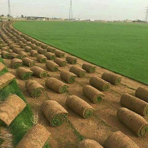 تركيب عشب طبيعي بالخبر