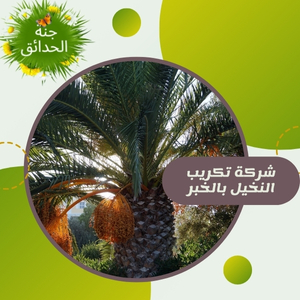 شركة تكريب النخيل بالخبر
