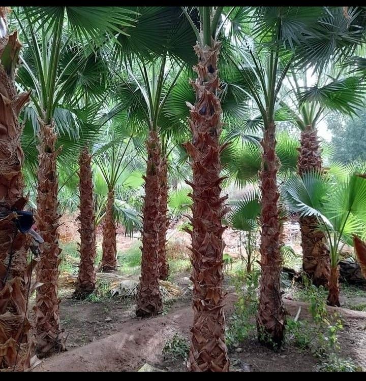 شركة تكريب النخيل بالخبر