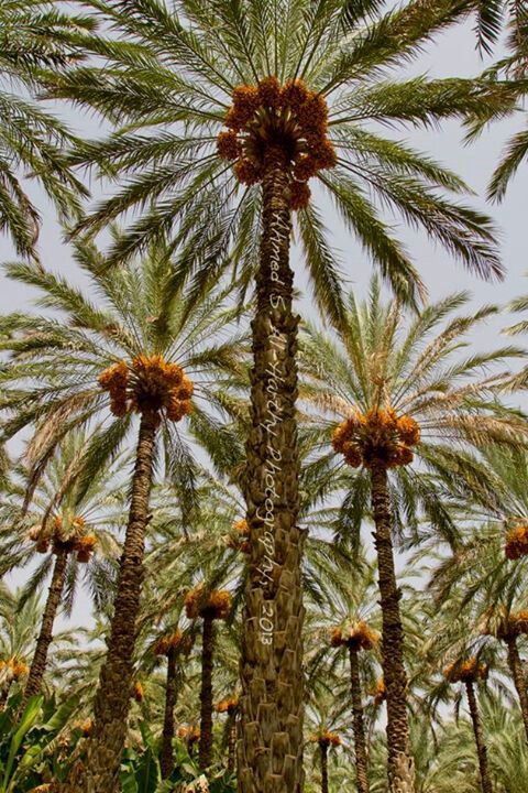 شركة تكريب النخيل بالخبر