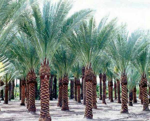 شركة تكريب النخيل بالخبر