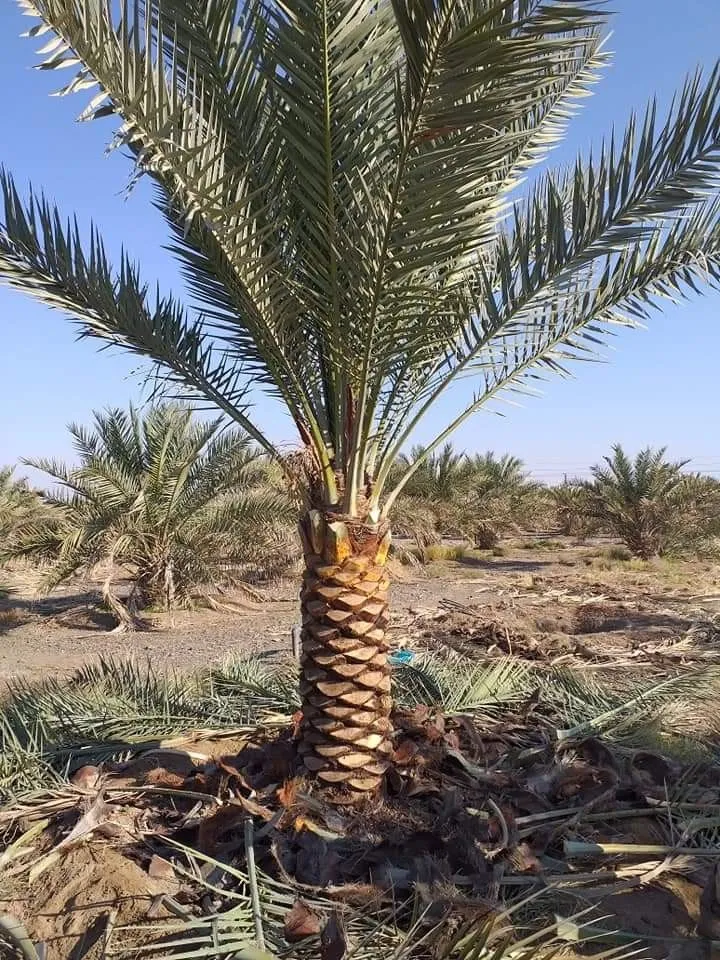 خدمة تكريب النخيل من جنة الحدائق