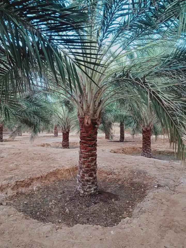 كيف يتم تكريب النخيل بالجبيل؟