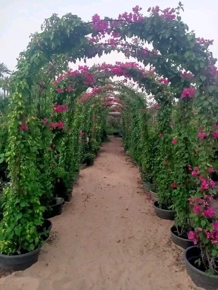 شركة تنسيق حدائق بقطر