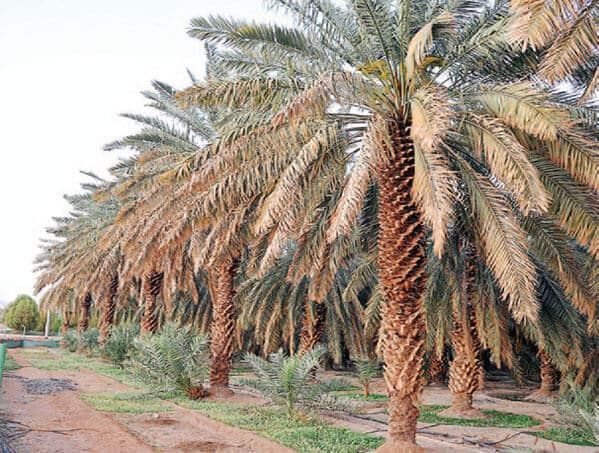 أحدث الخدمات
شركة تنسيق حدائق في ابوظبي