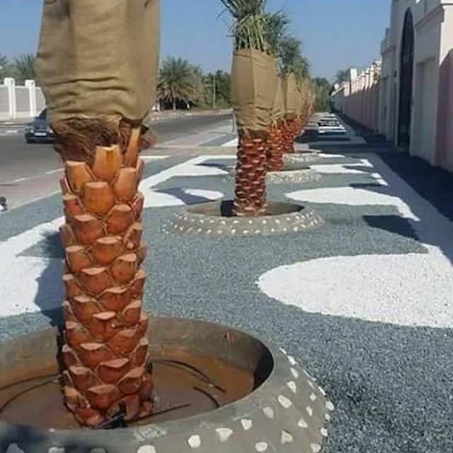 أسئلة شائعة عن تكريب نخيل بالطائف