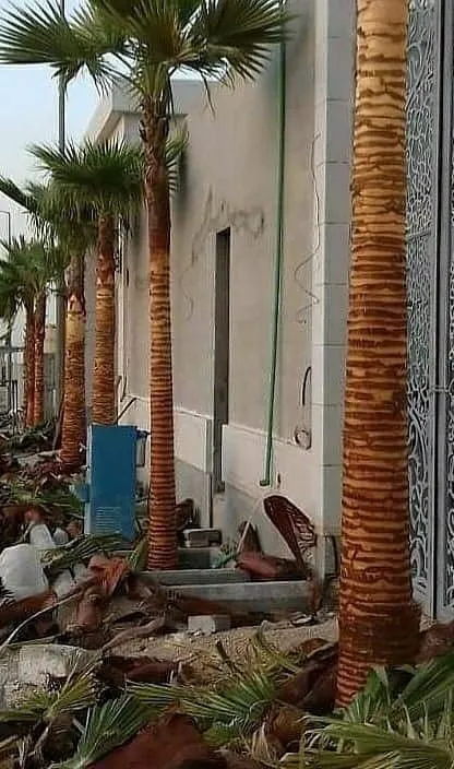 تنظيف النخيل بالطائف وإزالة الأوساخ والمخلفات